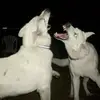 sennilotta_