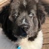 dozer_gps