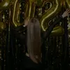 axyznia_
