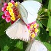 wisal0706