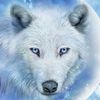 dvcwhitewolf