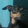 killerbabydog1984