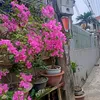 thuythinguyen1988
