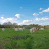 justine_horse56