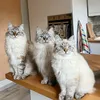 ❄️Piuma, Pila & Coco❄️
