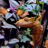 kk_beaver_ant7