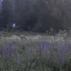 ven_20.0