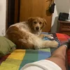 aliceciacci8