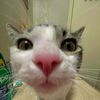 darkflakex17
