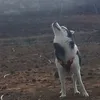 tdtdogtraining