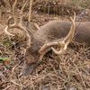 bowhuntinghpublic47