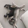 catscocacola
