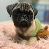tilin..the..pug