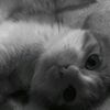 zkyzy__