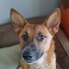 i_lovedogs4_life