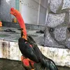 Gà Chọi Đăk Lăk 8386🐓🐓🐓