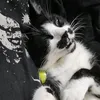 tuxedomadness