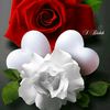 lobonaveensanthosh