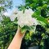nusrat_1408