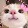 shangina_mo