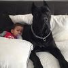badasscanecorso