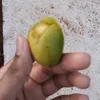 grandebaiano