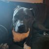 robertdavis7194