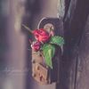 useranmolprinces55