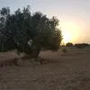 hanensamaa