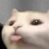 binbimbeo