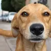 caramelodobrasil