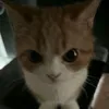 liah_392
