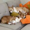 melendy_corgi_queen