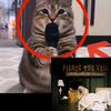 meowcor3