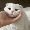 meodomoi