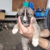 beramodd