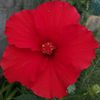 louloute533