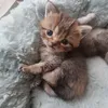 polina.geg