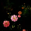 user.20000800unknown