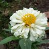mawar123_450