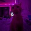 dayday.2.curious