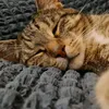 sirlancethecat