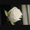 siiimplicity