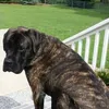 hundeschulestaffsmobil