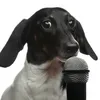 Karaoke dog