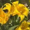 flora22024