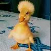 duck1e5