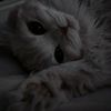 ali_65510