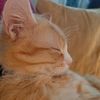 famousseamus_gingerninja