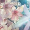 flowers4juli